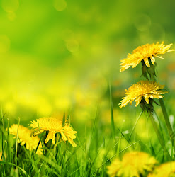 flores fondo flowers imagenes spring bonitas bonito fundo hermosas pissenlit lente dandelion mola mee boon bonita pantalla colocar imagen dandelions