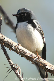 Black-throated Blue Warbler