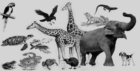 Pengertian, CiriCiri dan Klasifikasi Chordata Ato