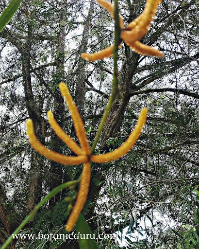 Podocarpus polystachyus, Sea Teak