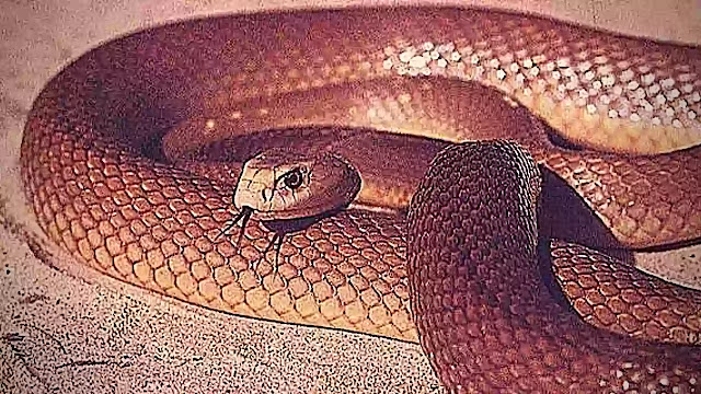 facts about the snakes