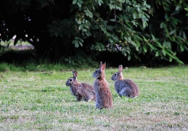 Die Kaninchen sind schuld - Fabel James Thurber Die Kaninchen sind schuld - Fabel James Thurber