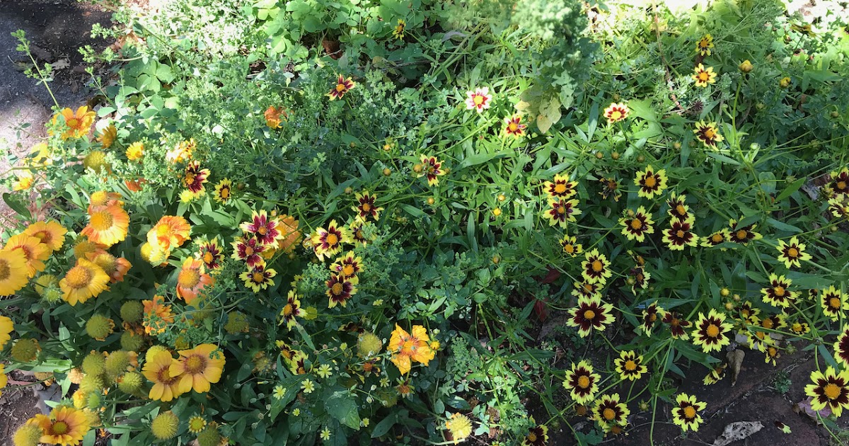 Laurelhurst Craftsman Bungalow July's Blooms