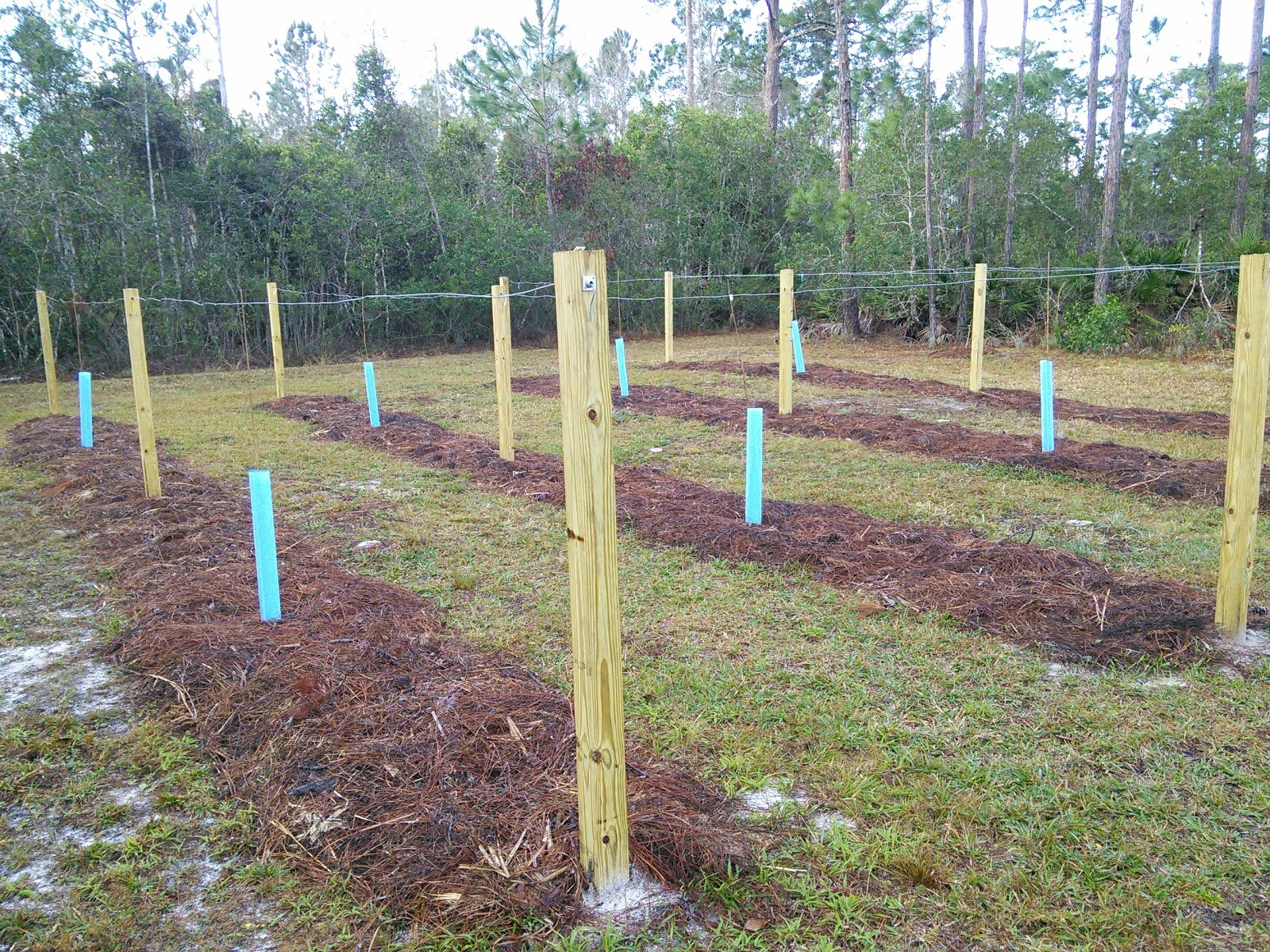 FLORIDA HOBBY FARM Four 60 ft muscadine trellis