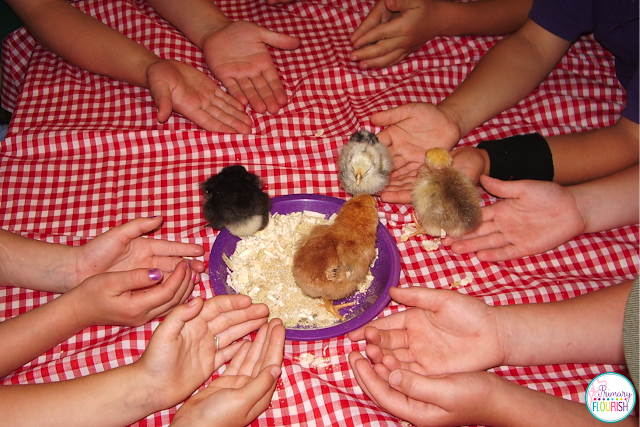 Hatching chicks in the classroom 101: Tips and Resources. Hatching chicks in the classroom is probably my favorite activity every year! Not only is it a wonderful hands-on life science lesson, hatching chicks in the classroom also creates the perfect stage for you to teach concepts across the curriculum because your students are so engaged!  You can use this engagement for teaching content standards in science, math, reading, writing and art.