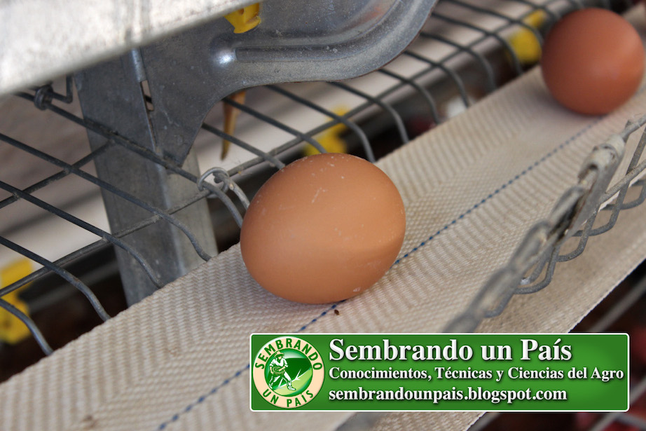 cosecha automatizada de huevos