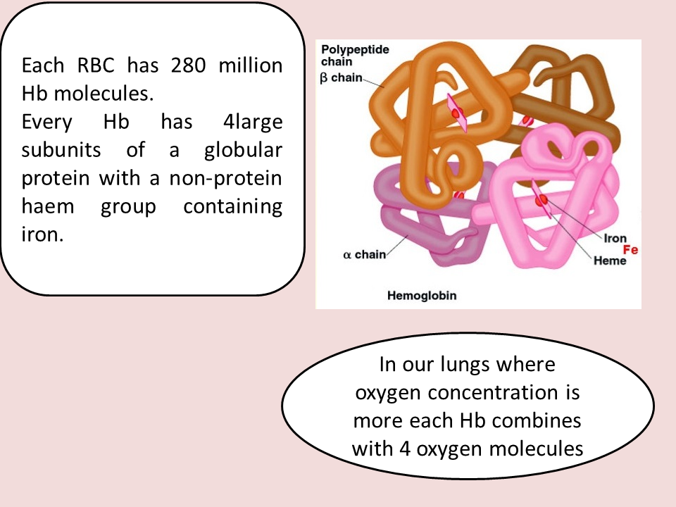 Grade 11: Chapter 2 - TRANSPORT IN MAMMALS