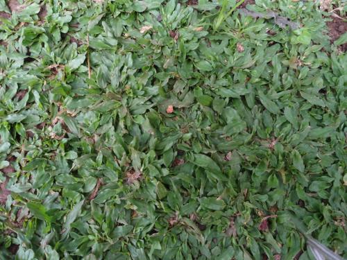 Grass for garden