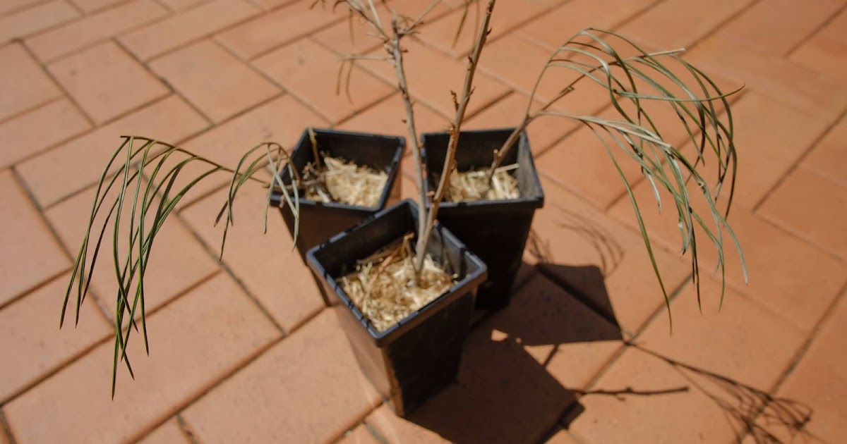 grevillea cuttings