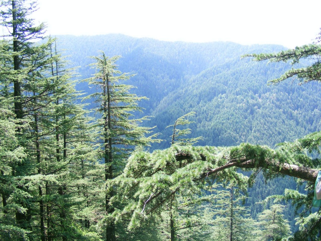 Bosque de Pino ¿Cuántas especies de PinoEncino hay es México? Bosque de Pino ¿Cuántas especies de PinoEncino hay es México?