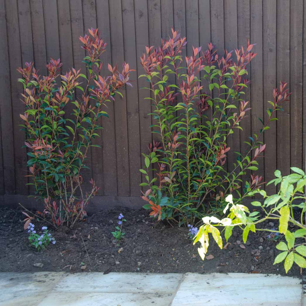 Photinia X Fraseri Stock Photos Photinia X Fraseri Stock Images