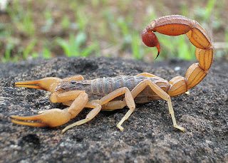 scorpion_facts_in_hindi