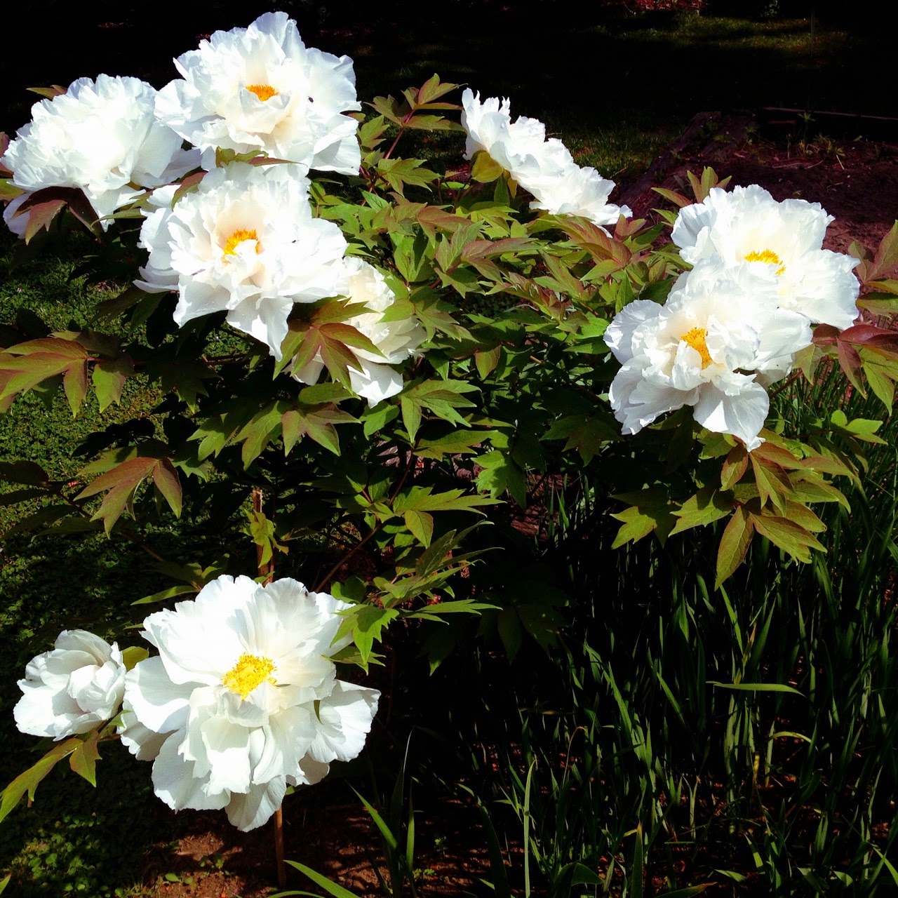Peonies and Korean Lilac