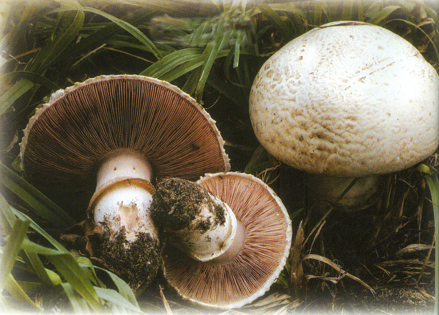 шампиньон обыкновенный, печерица (agaricus campestris). шампиньон эссета (agaricus essettei). шампиньон таблитчатый (agaricus tabularis). шампиньон луговой agaricus campestris. шампиньон желтокожий agaricus xanthodermus.