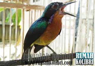 Perawatan Harian Kolibri Wulung Agar Cepat Gacor Rumah Kolibri