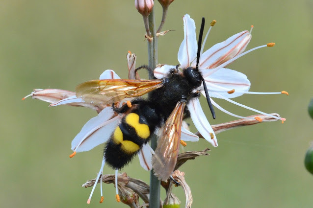 Megascolia maculata Megascolia maculata
