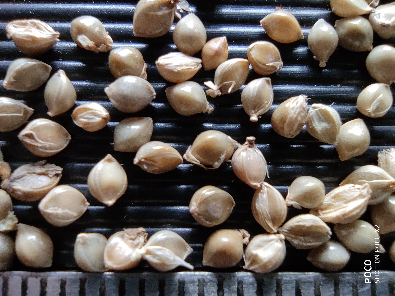 Closeup Of Millet Grains