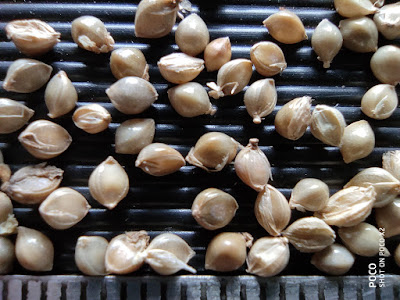 Close-up photo of Barnyard Millet grains.