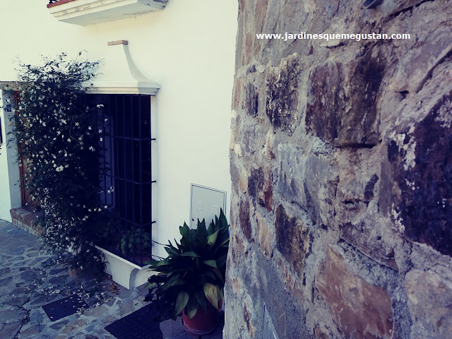 Un jazmín a la entrada de una casa