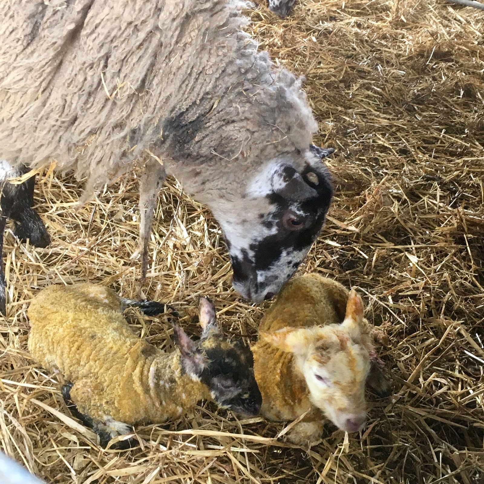 Lambs so cute & cuddly At a farm near you in the North East