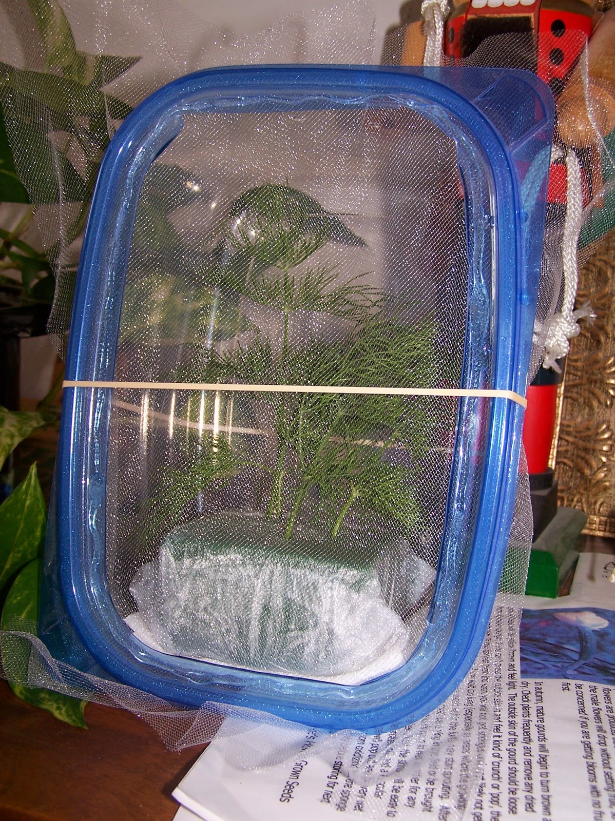 The Haphazard Gardener DIY Butterfly Cage (Helping the Butterfly Population)