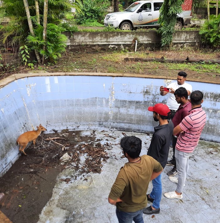 जलतरण तलावामध्ये पडलेल्या भेकराला प्राणीमित्रांनी दिले जीवदान