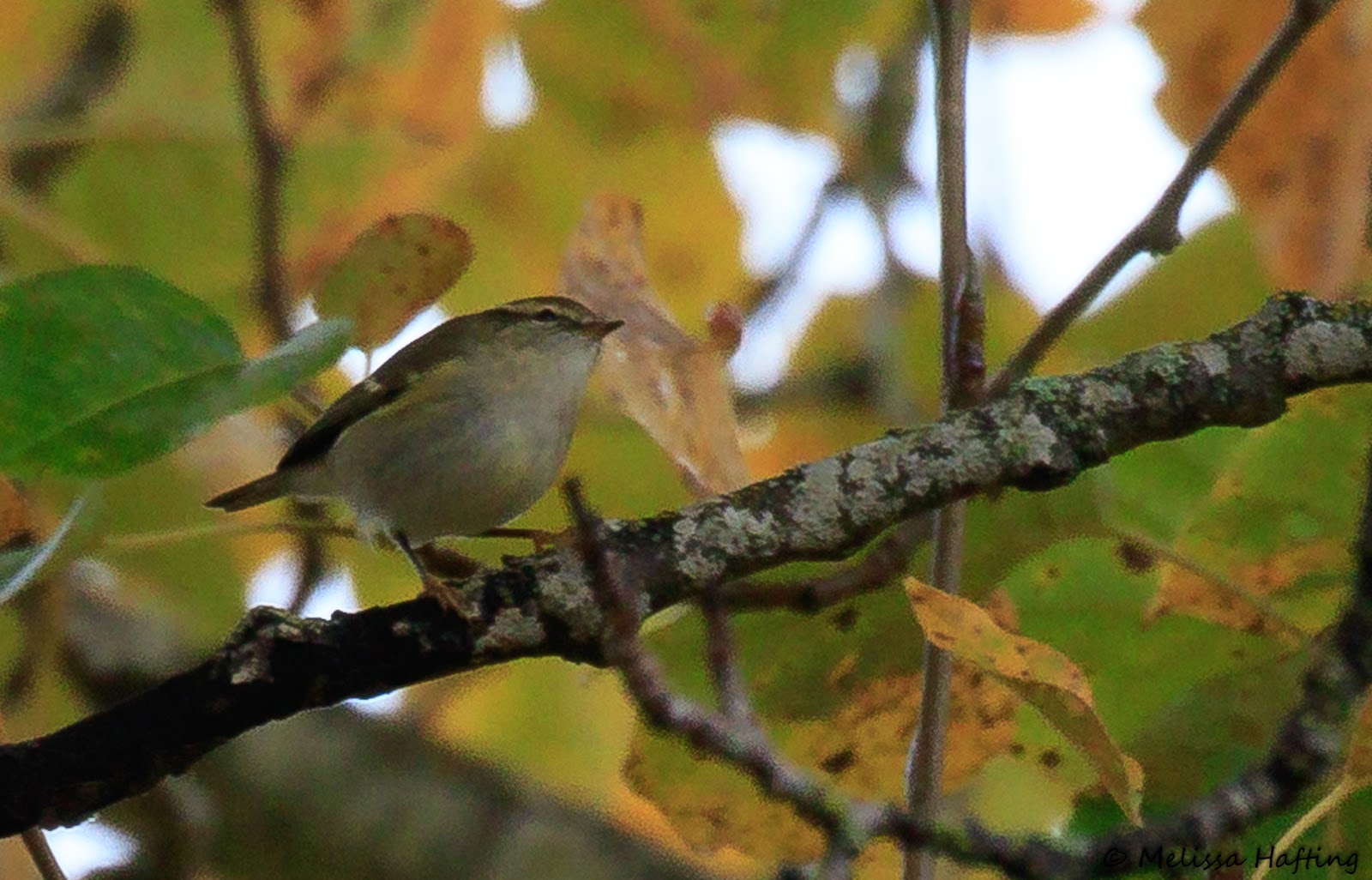 I JUST SAW A YELLOWBROWED WARBLER IN BC!!!!!!