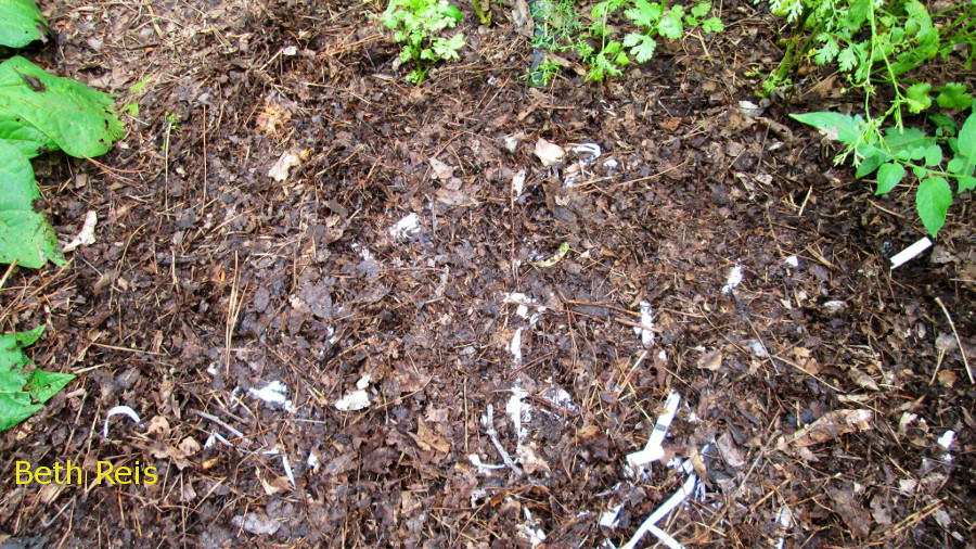 Nodding Onion Gardens Mulching for Low Maintenance Gardening