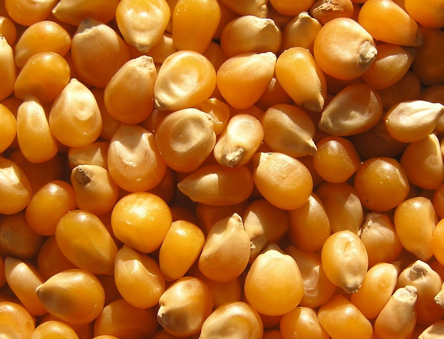 know about kannada and Karnataka Cereals and grains in kannada and