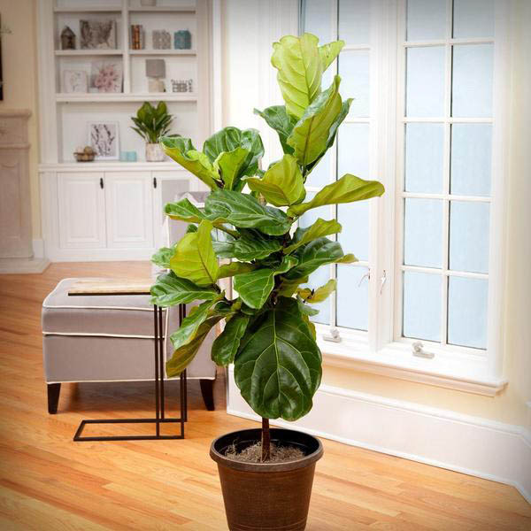 Best Low Light Indoor Plants