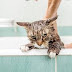 Αρέσει στις γάτες το μπάνιο;...