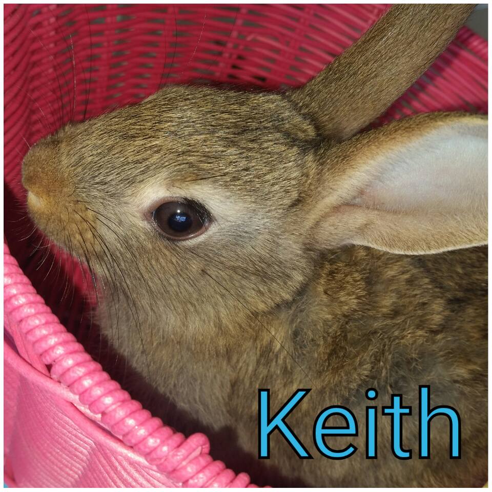 Rabbit Rescue Sanctuary TWEED HEADS BABY RESCUE RABBITS FOR ADOPTION