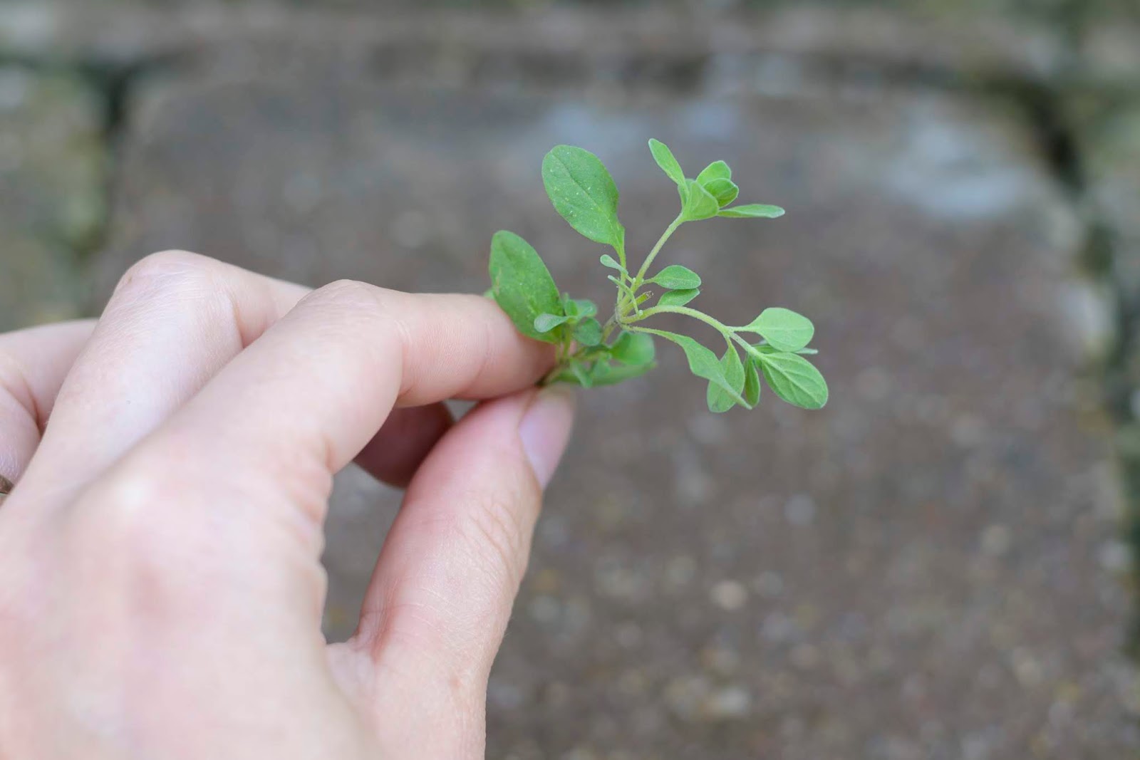 Harvesting Marjoram Picked Seed & Supply