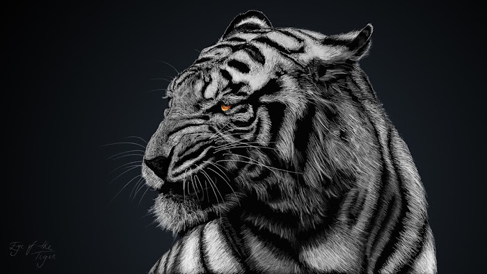 47 Black Tiger Wallpaper  WallpaperSafari