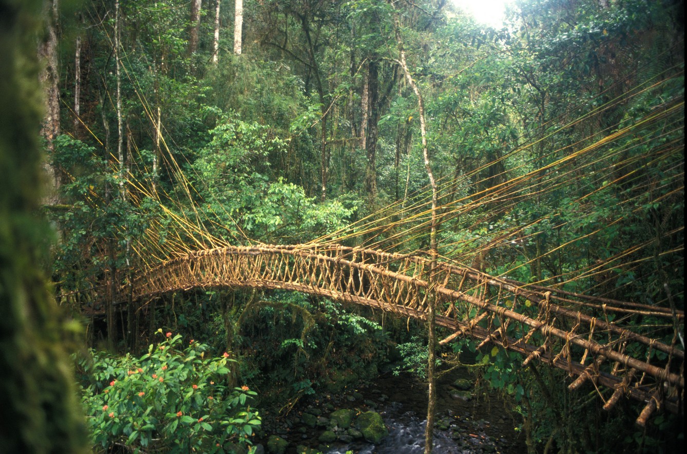 x Pacific Papua Highlands 3 Male pride