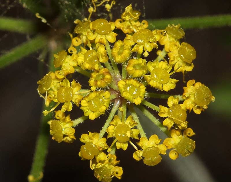 Flora Attica Malabaila aurea
