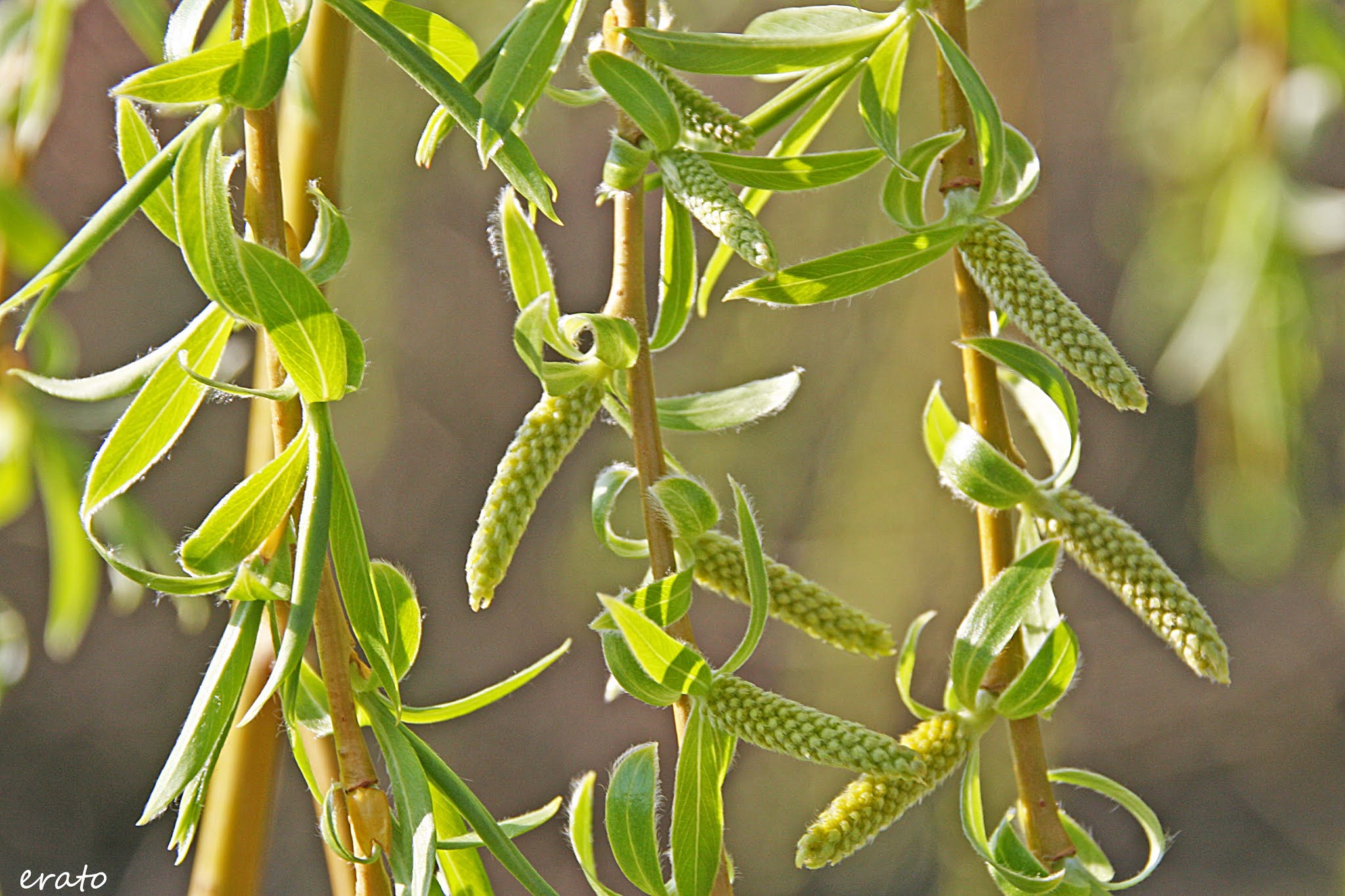 Instantané Le saule pleureur.