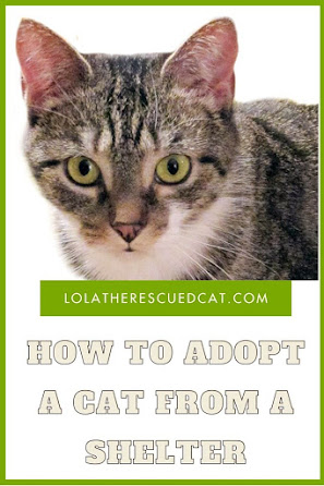 how to adopt a cat from a shelter