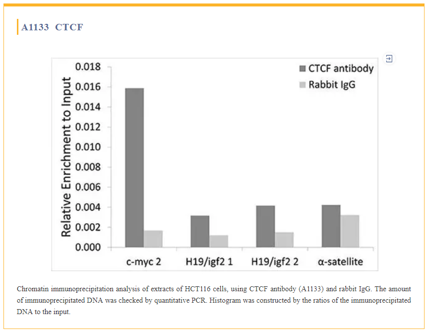 三、RBP 抗體案例展示