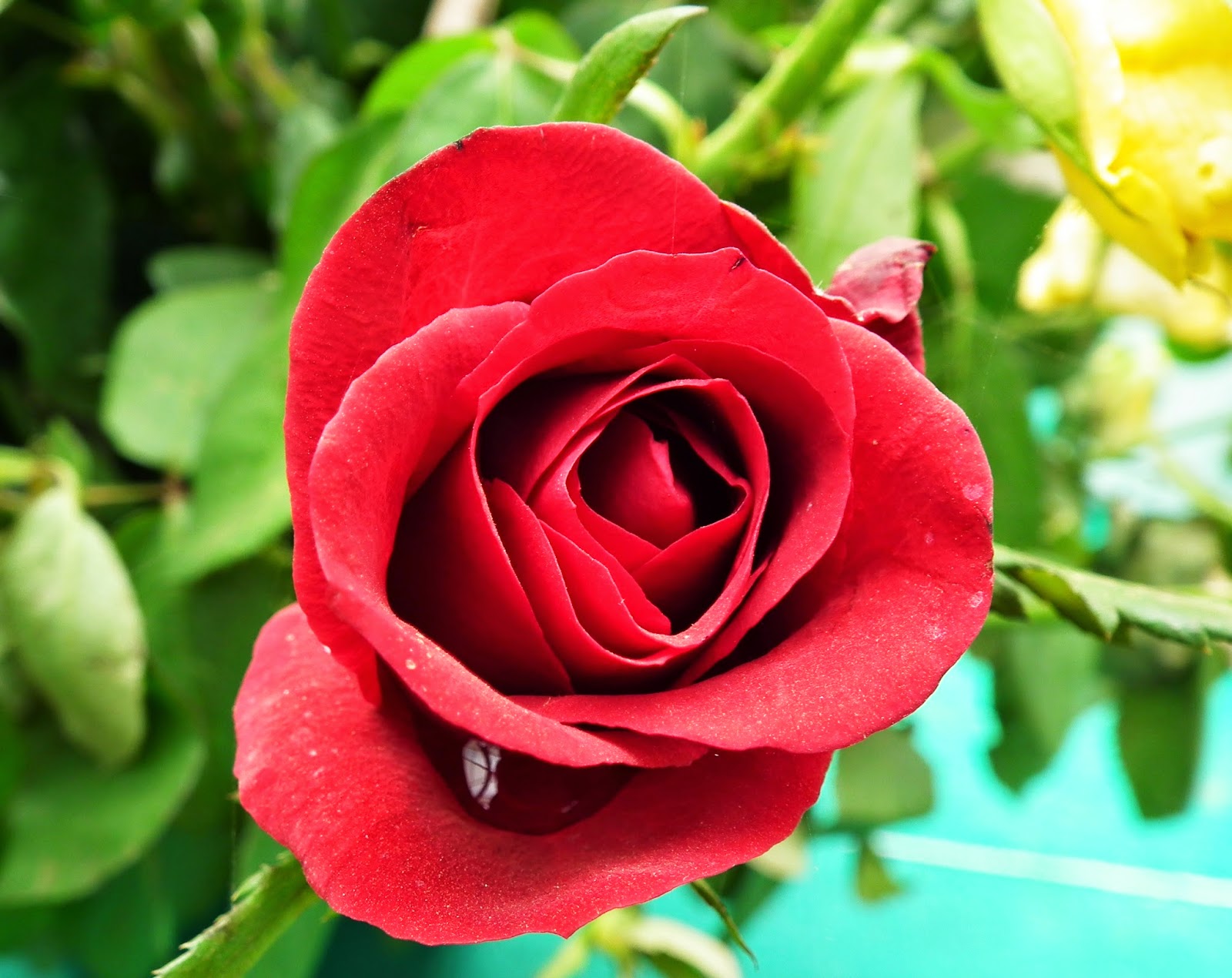 Rose Flower: Red Rose Flowers Are the Best Way to Say 