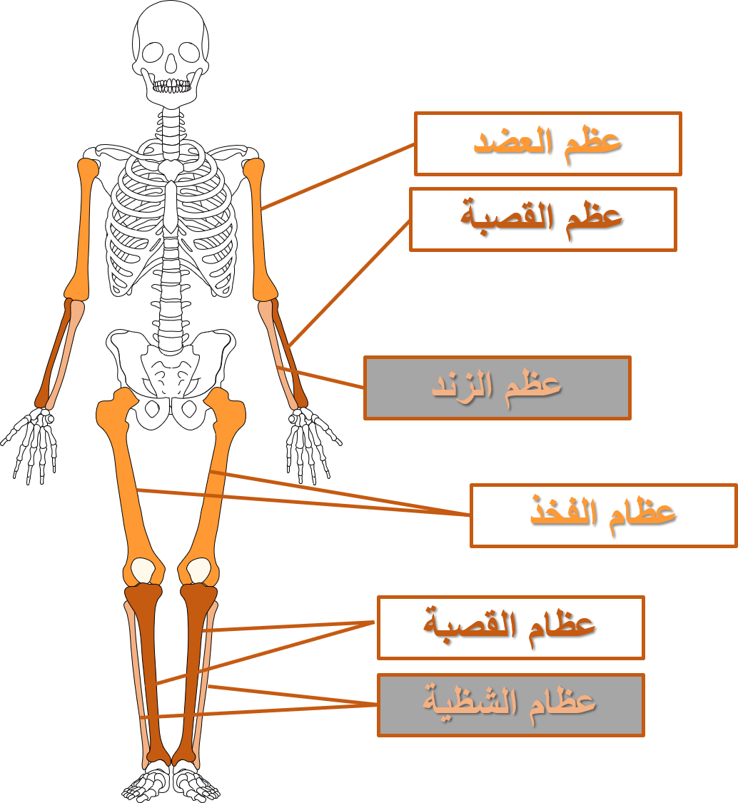 الهيكل الجسم يعطي العظمي التركيب الذي