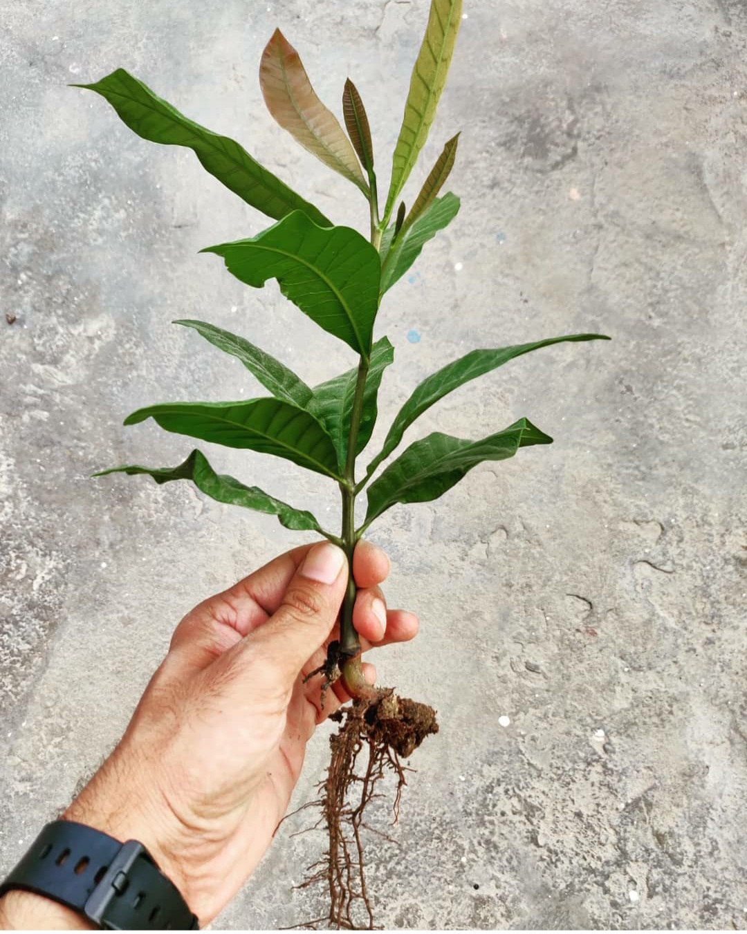 How to grow Cashew at home