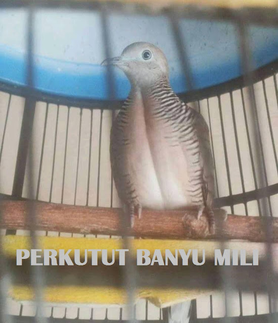 Ciri Mathi Perkutut Banyu Mili Ciri Mathi Perkutut Banyu Mili