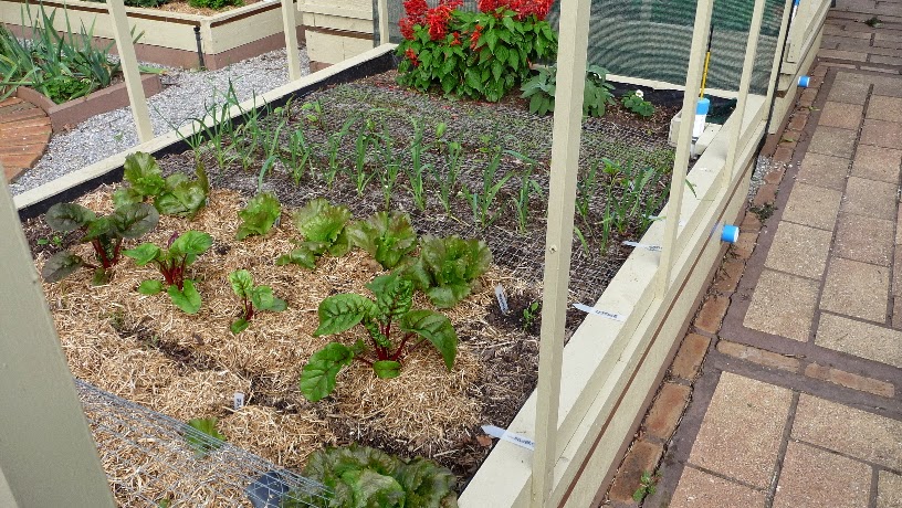 Growing Organic Vegetables: Four Year Crop Rotation