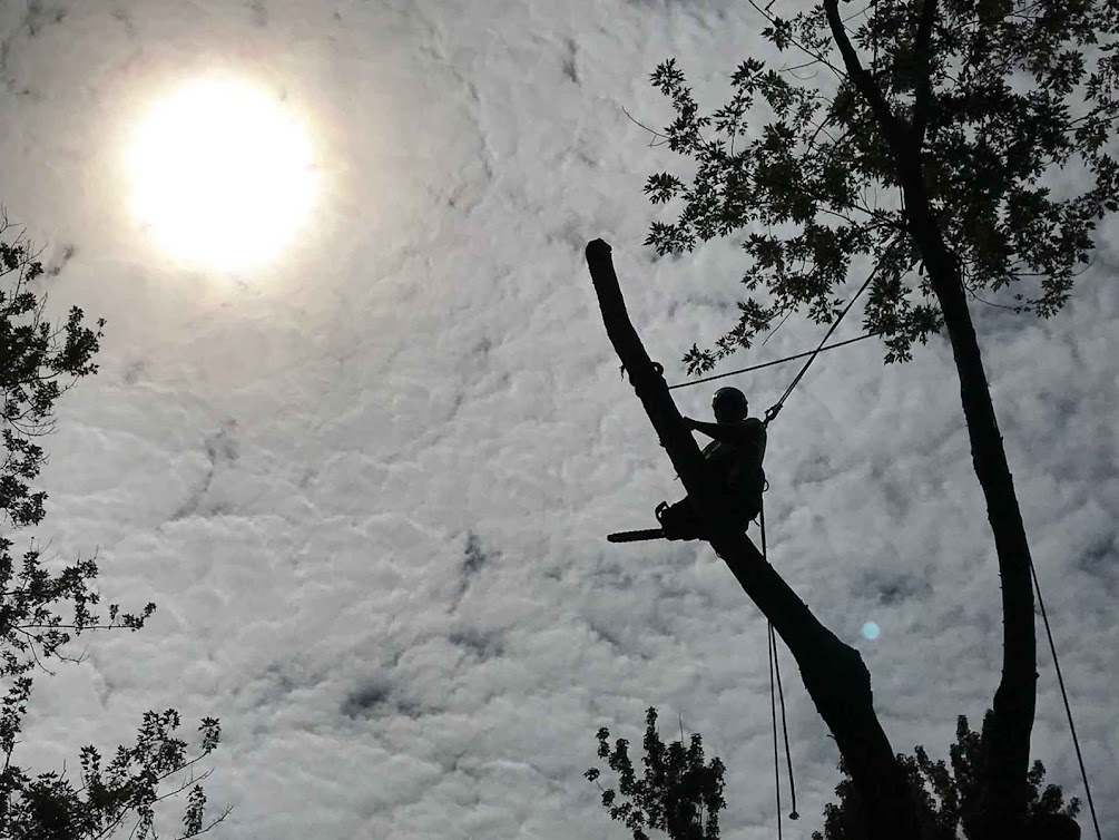 Wabash Valley Tree Works