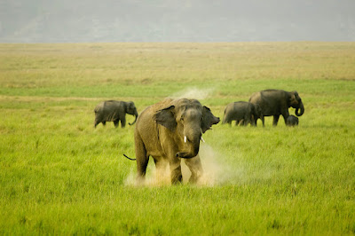 Jim Corbett National Park Jim Corbett National Park