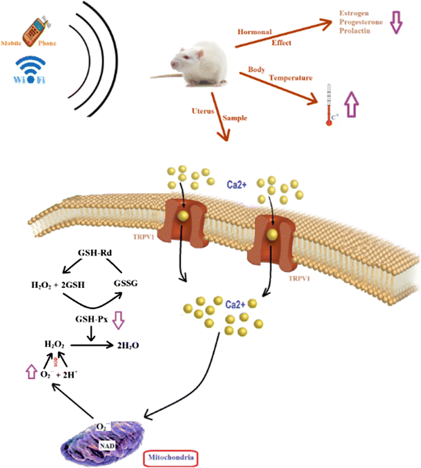 Ounce news spark Electromagnetic Radiation Safety: Recent Research on WiFi Effects