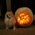 Dog Dad Spends 3 Hours Carving Pumpkin To Look Exactly Like His Pomeranian