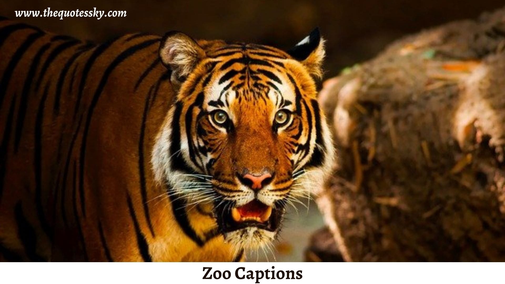 250+ Zoo Captions For Instagram Also Zoo Puns & Quotes TQS