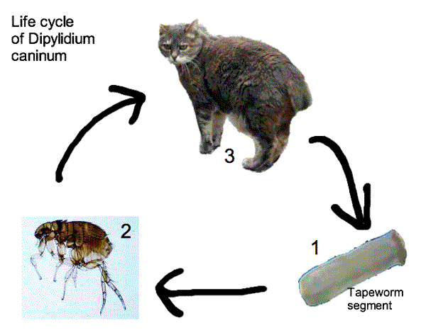 life cycle of tapeworm
